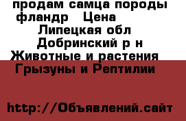 продам самца породы фландр › Цена ­ 1 800 - Липецкая обл., Добринский р-н Животные и растения » Грызуны и Рептилии   